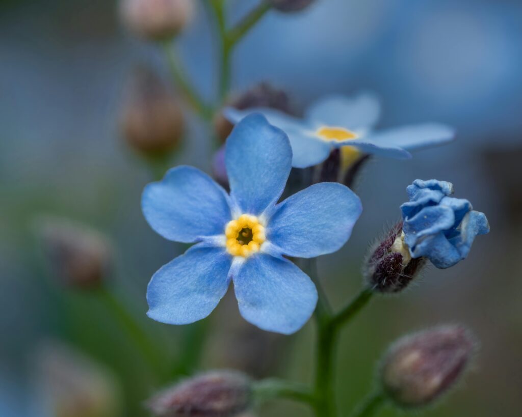Delicate blue forget-me-not flower in full bloom with a soft, blurred background.